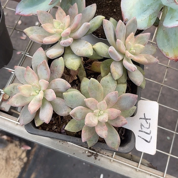 两单包邮，一物一拍277丽莎花园