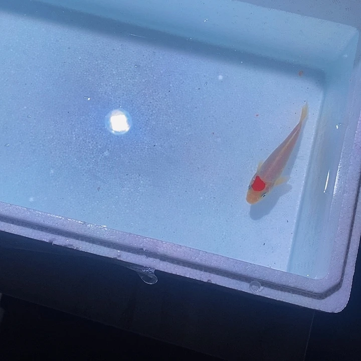 锦鲤锦鲤活鱼开箱包活