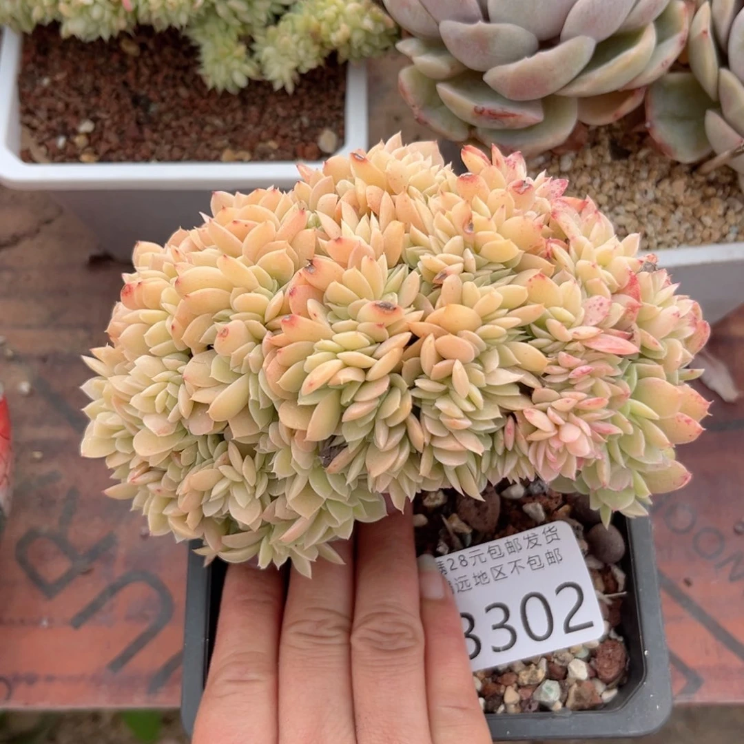 大3302？z b c n n j m l