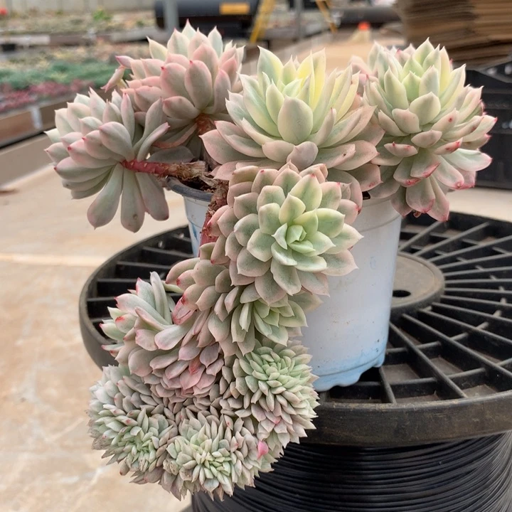 蓝安娜火焰杯锦锦上园艺一物一拍