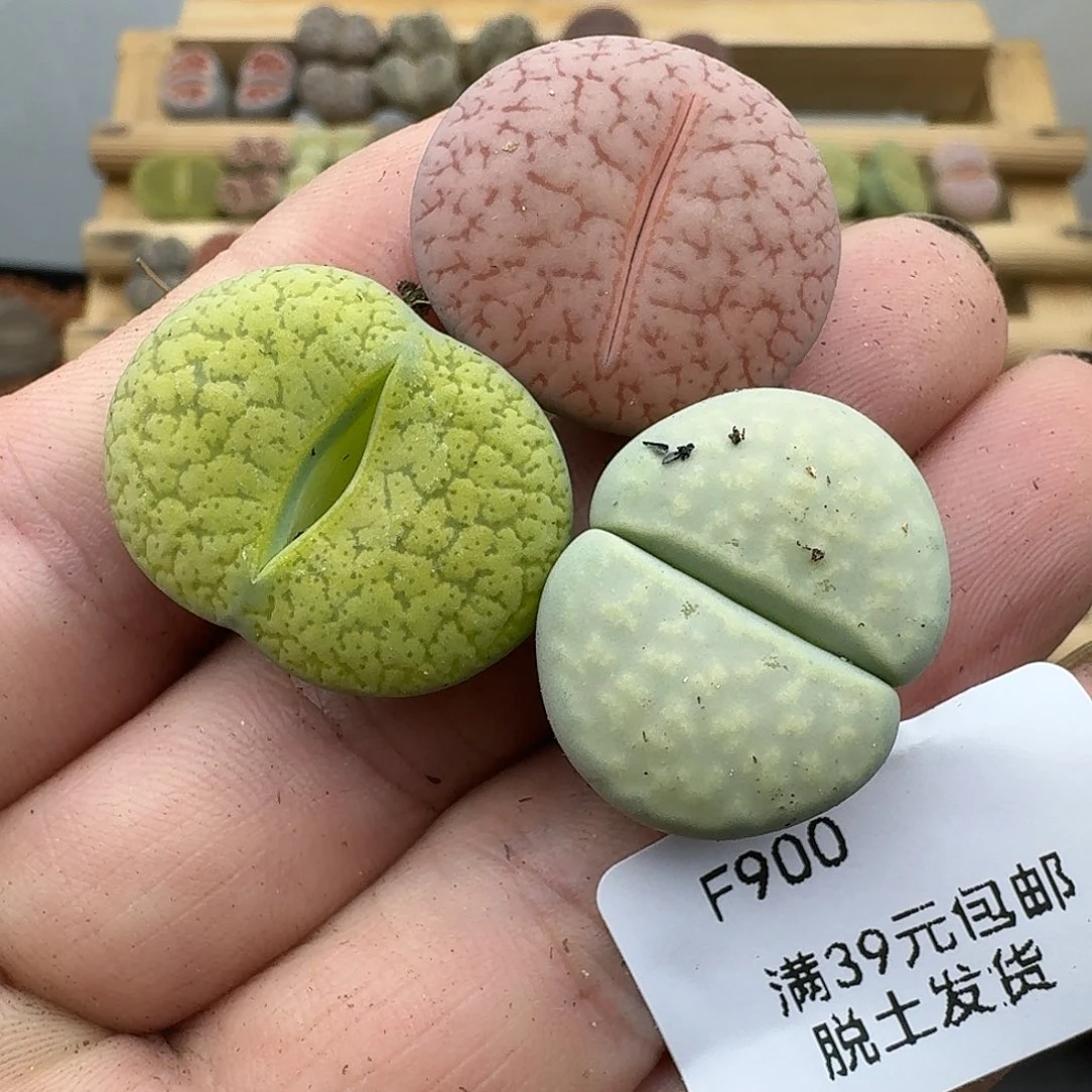 900多肉哈哈哈哈哈哈哈
