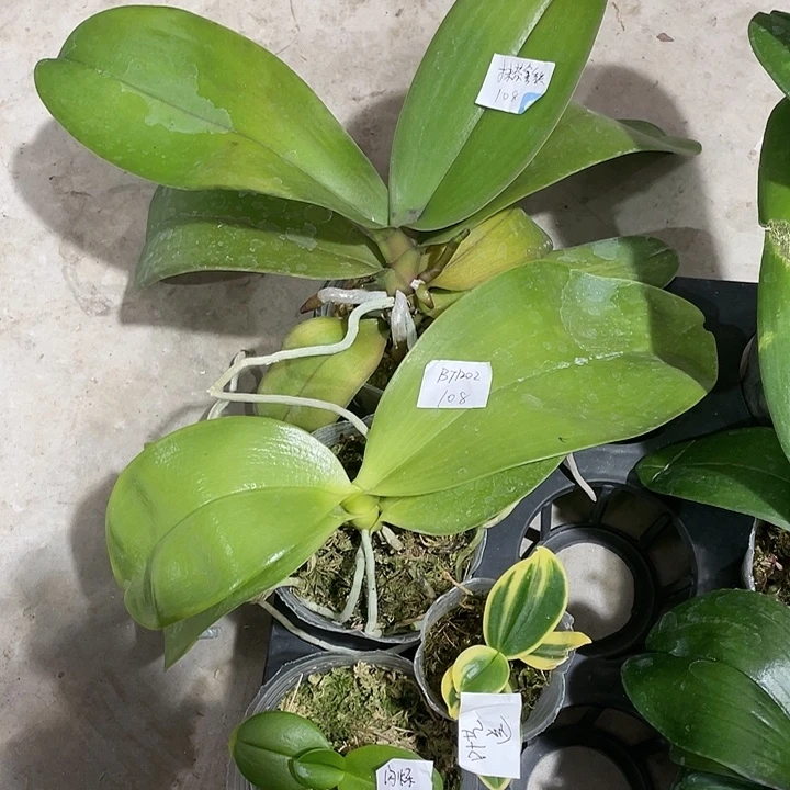 完全开放处理苗 抹茶拿铁➕Bt1202➕闪烁➕叶艺练手苗