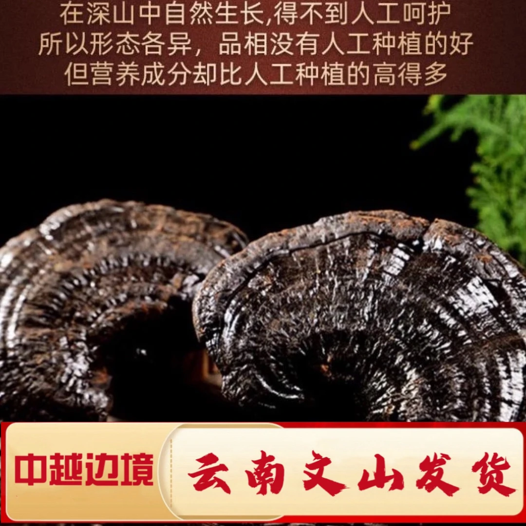 深山收集-精选【黑灵芝】4