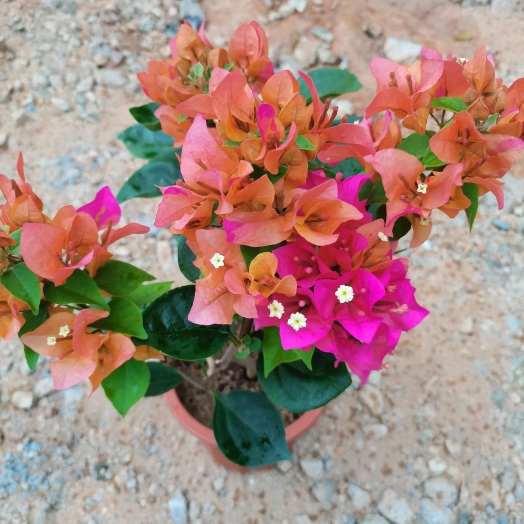 彩虹名品 大苗好养易开花花卉基地  【不带花发货】