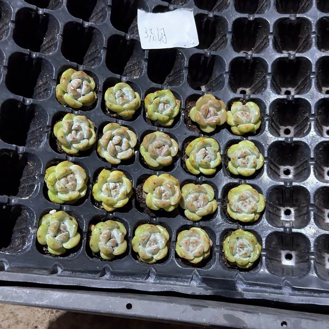汤汤一物一拍专拍