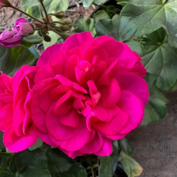 天竺葵花卉【紫牡丹】勤花大花球