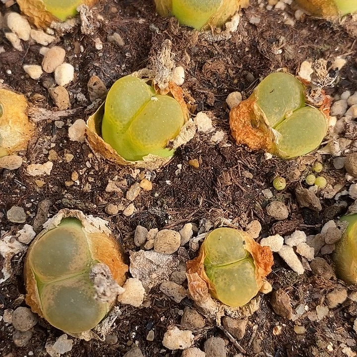 拉登杂交一颗。