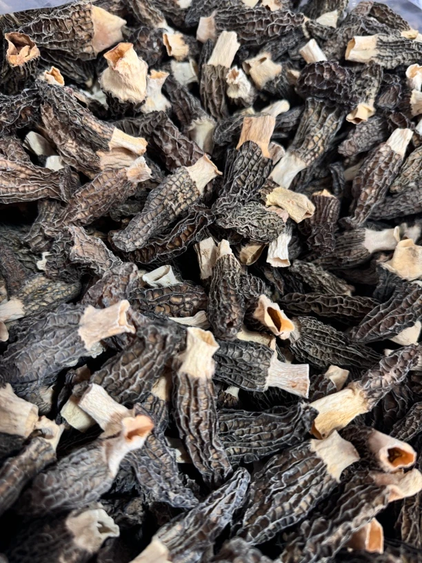 林下种植六妹羊肚菌0701