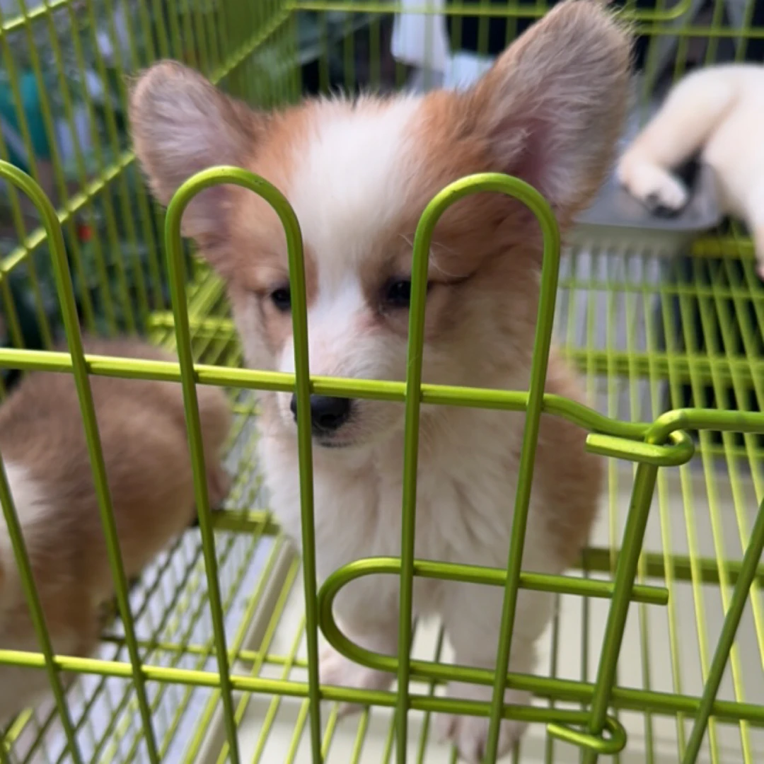 柯基精品幼犬狗狗活体链接
