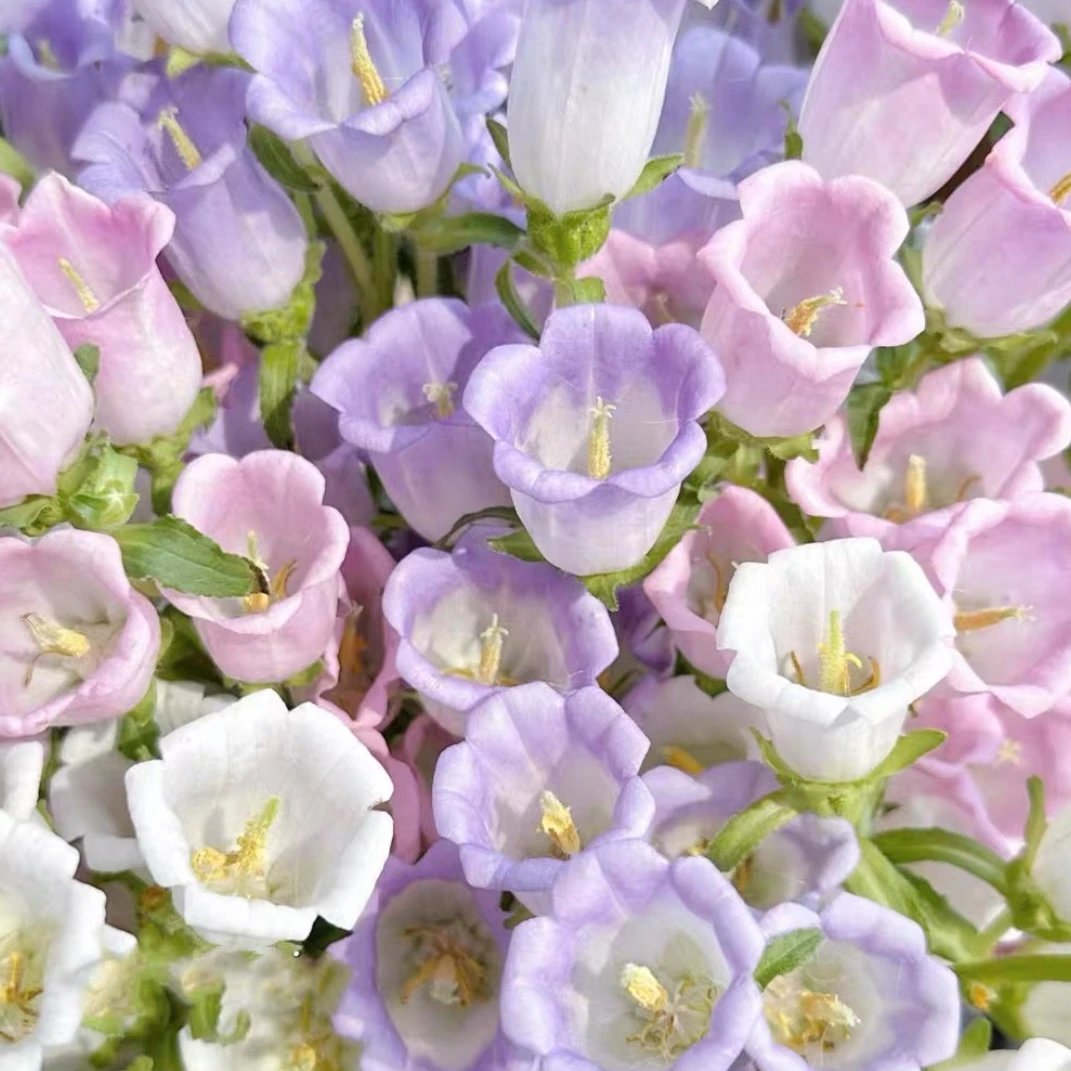 石头花匠风铃草 酒杯风铃 春夏季爆花植物阳台庭院盆栽