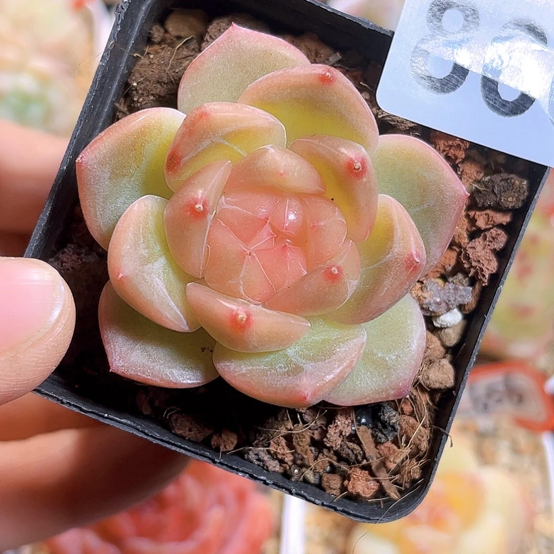 a***a866 月夕  满18包邮