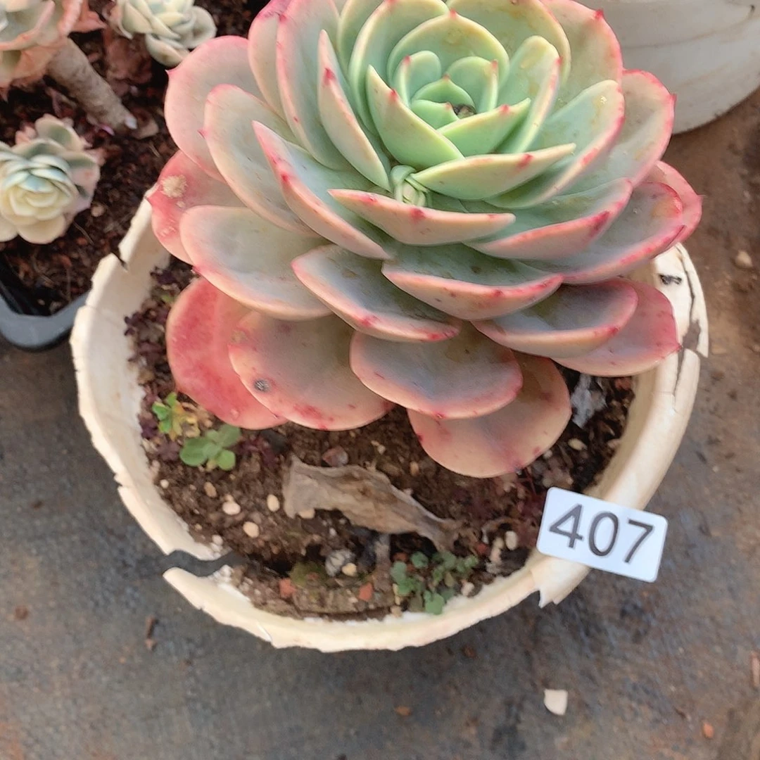 407白雪 一物一拍多肉