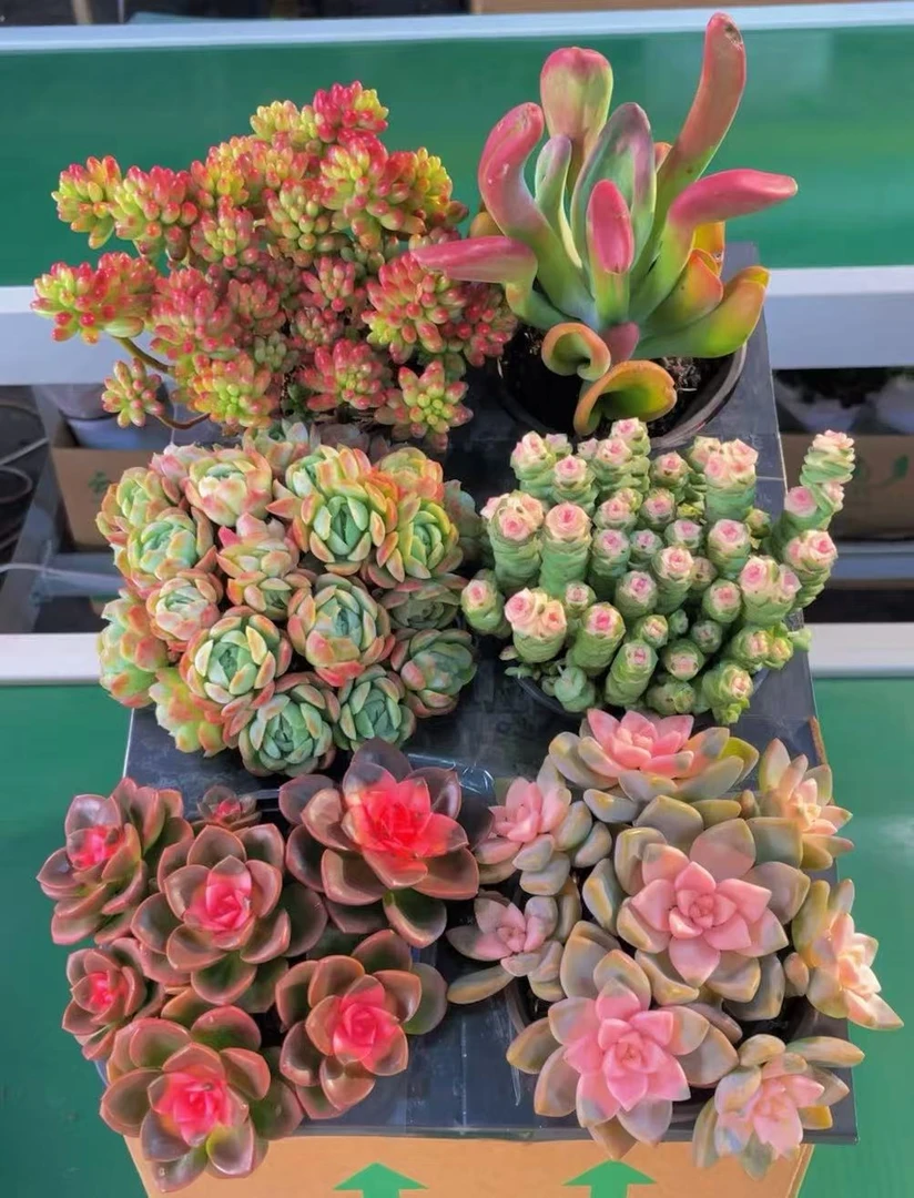 全家福满满一箱6大盆精品高品质多肉云南昆明基地直发带盆带土