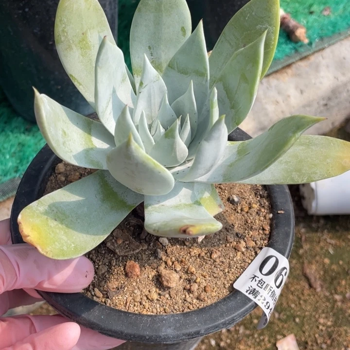 642号雪山多肉植物