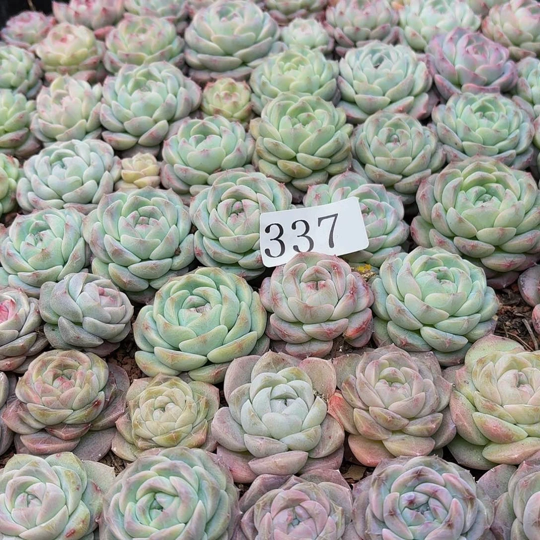 优***猬多肉植物多肉植物337