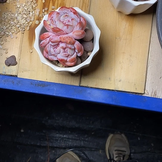 菡**轻173//////////////