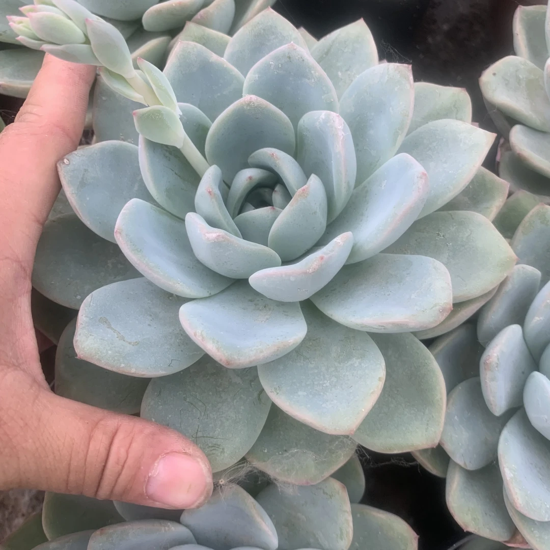 稀有大颗轰动多肉植物奶油泡芙大颗好养莲花座植物