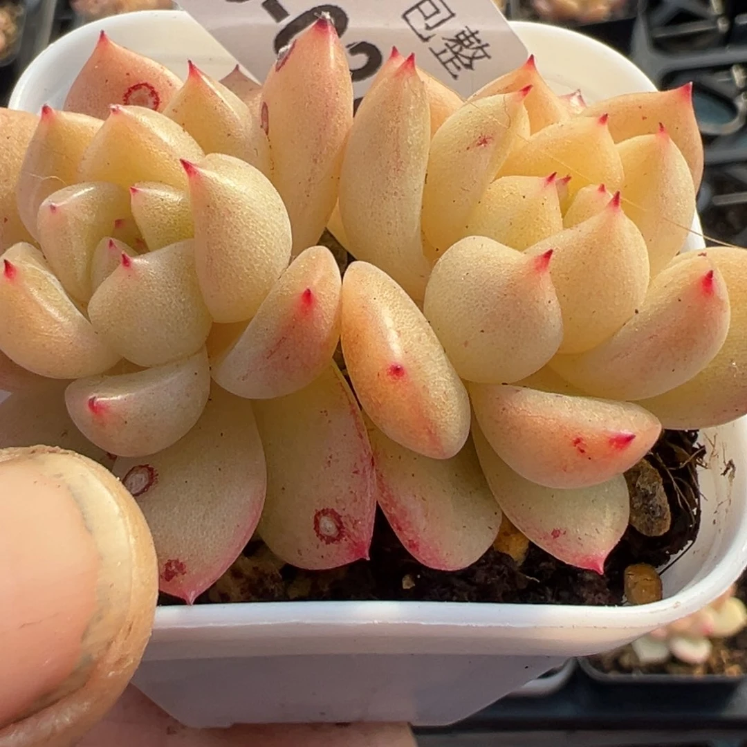 小卡拉米糖心一物一拍5-28