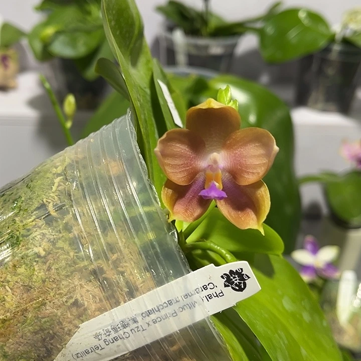 完全开放3.5寸杯焦糖玛奇朵
