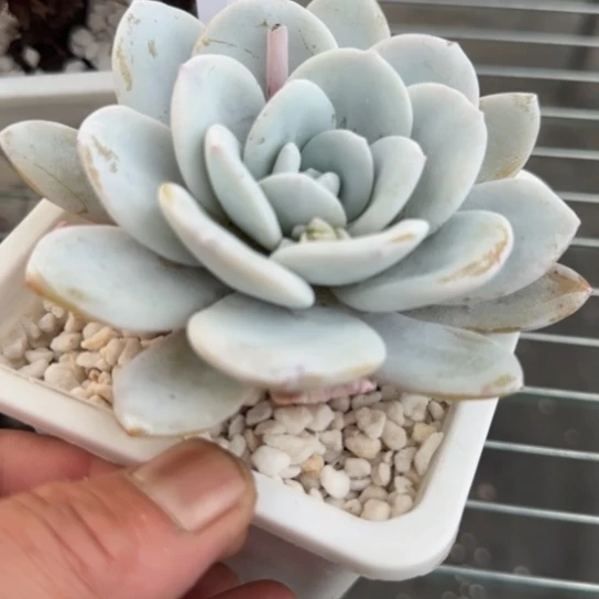 53雪莲一物一拍多肉