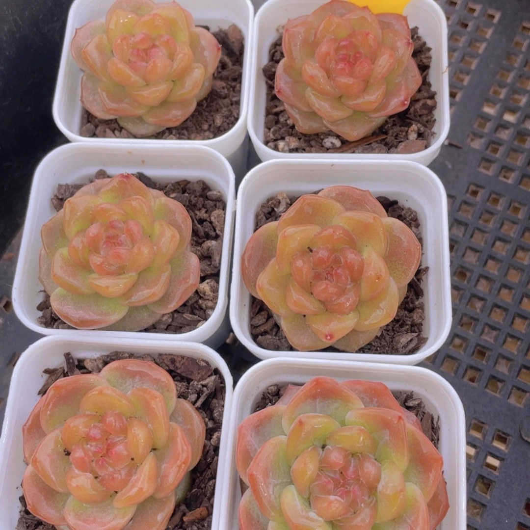 855号 珍妮红琥珀单头一个