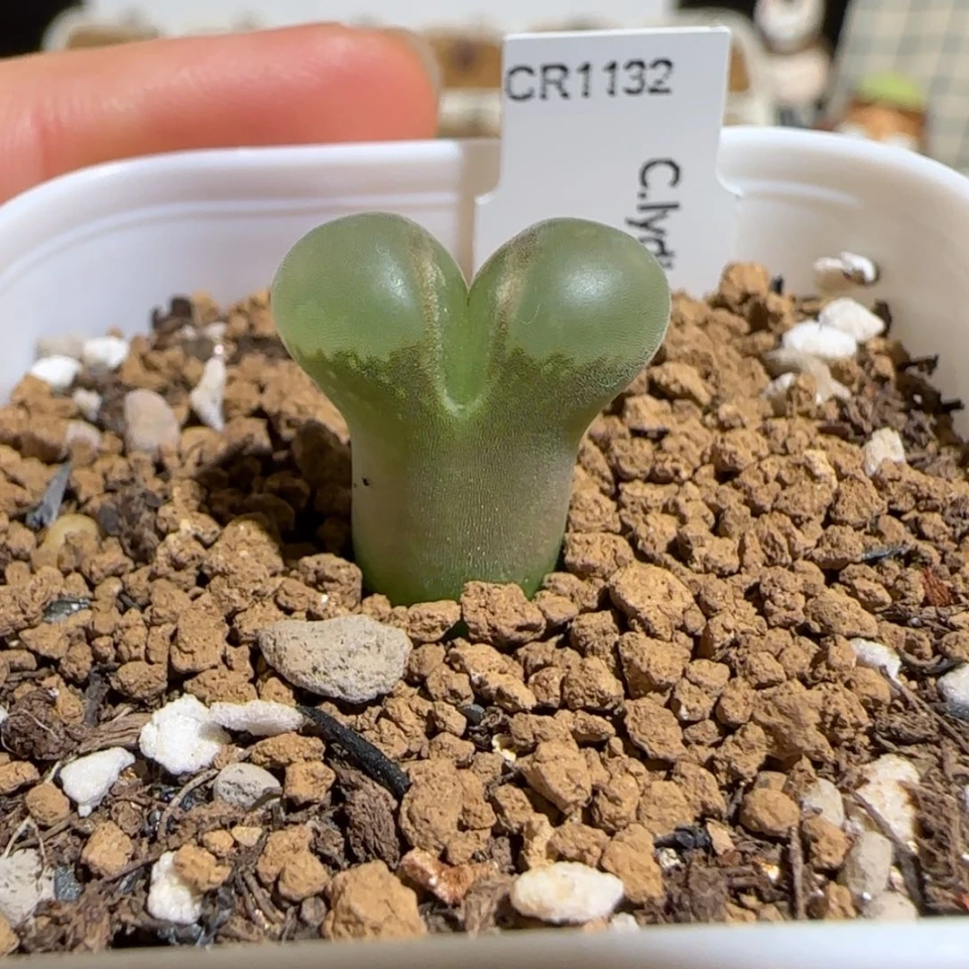 肉锥多肉植物组合-侧影1004