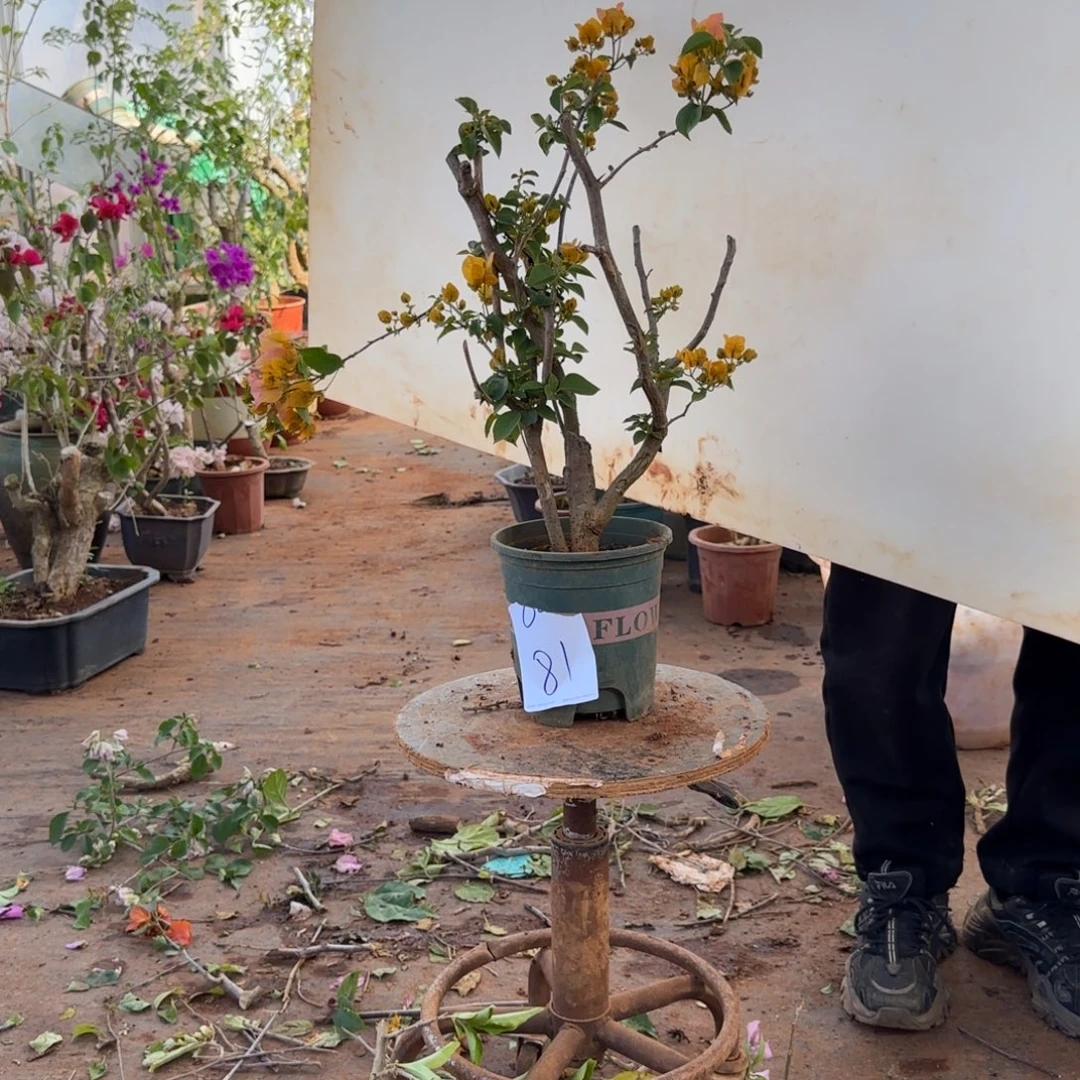 大部分开放少量花苞柠檬黄81脱