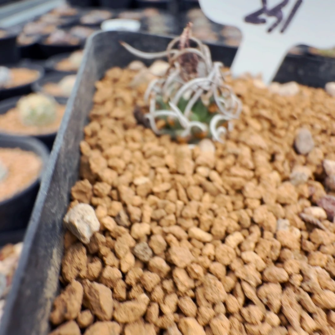 Q231实生升龙娇丽仙人球