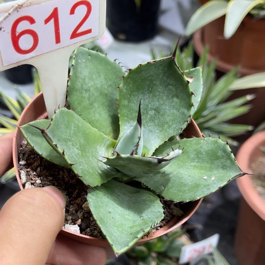福克斯龙舌兰系列