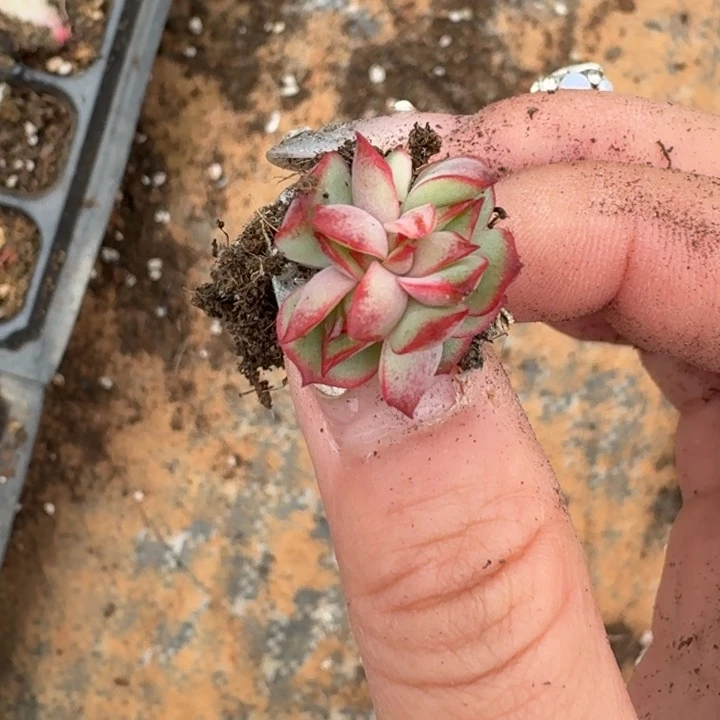 吉赛尔锦群生一物一拍