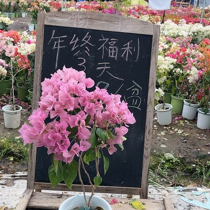 完全开放暗丽三角梅