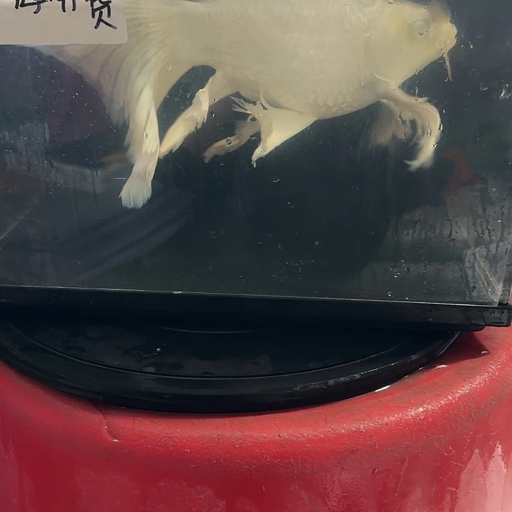 蝴蝶鲤鱼蝴蝶鲤包邮138