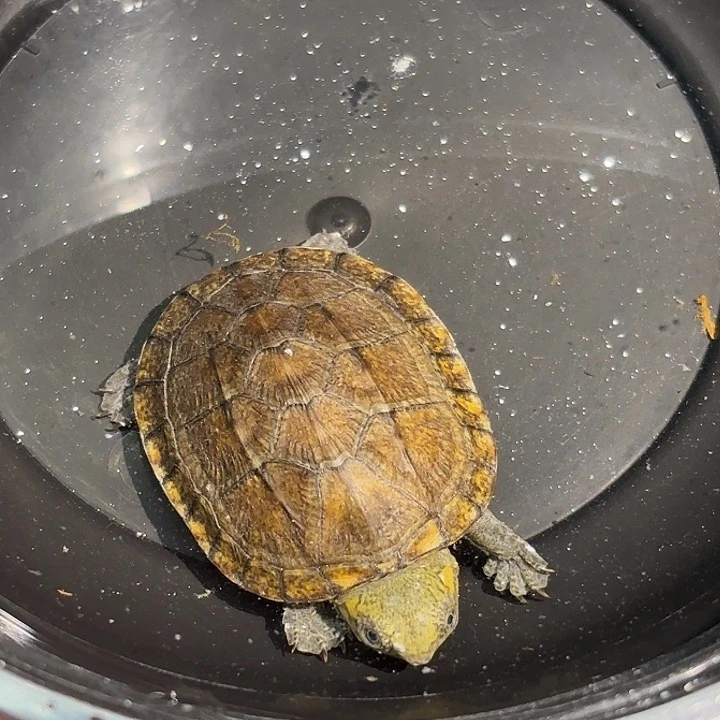 不分公母蛋龟Z6全品高黄小一代红面