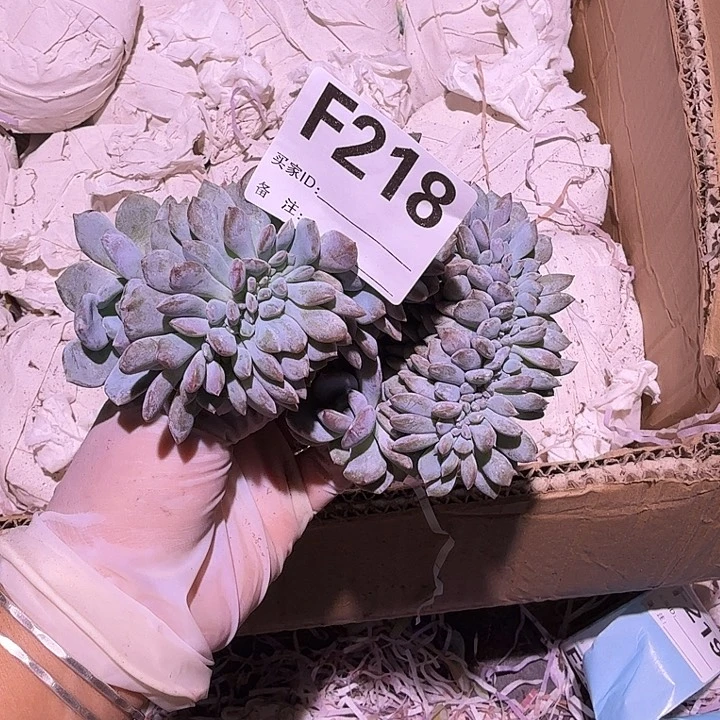 依***园星影缀化呀呀呀呀