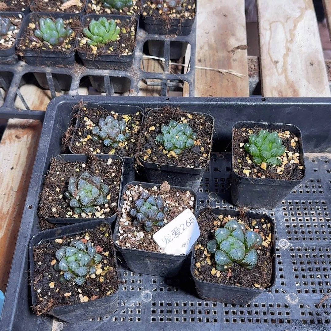 大***信直播福利一物一拍265