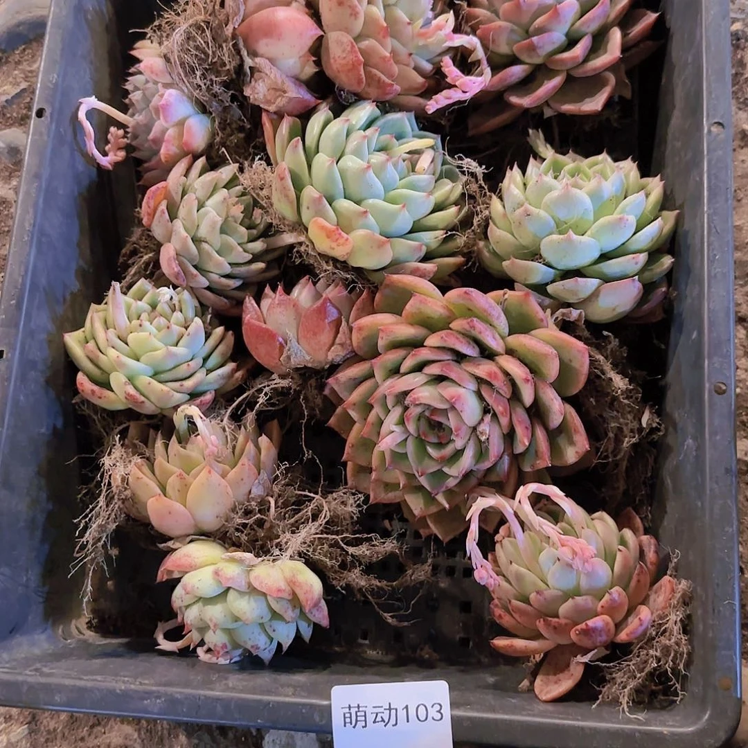 直播一物一拍多肉103