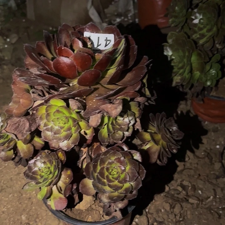 411花花公子多肉植物