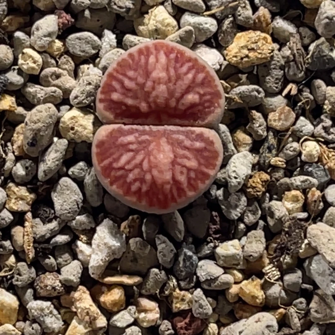 2818莲花丝绒菊1尺寸1.5