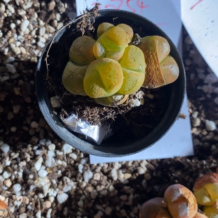 20354。 七头奔驰。