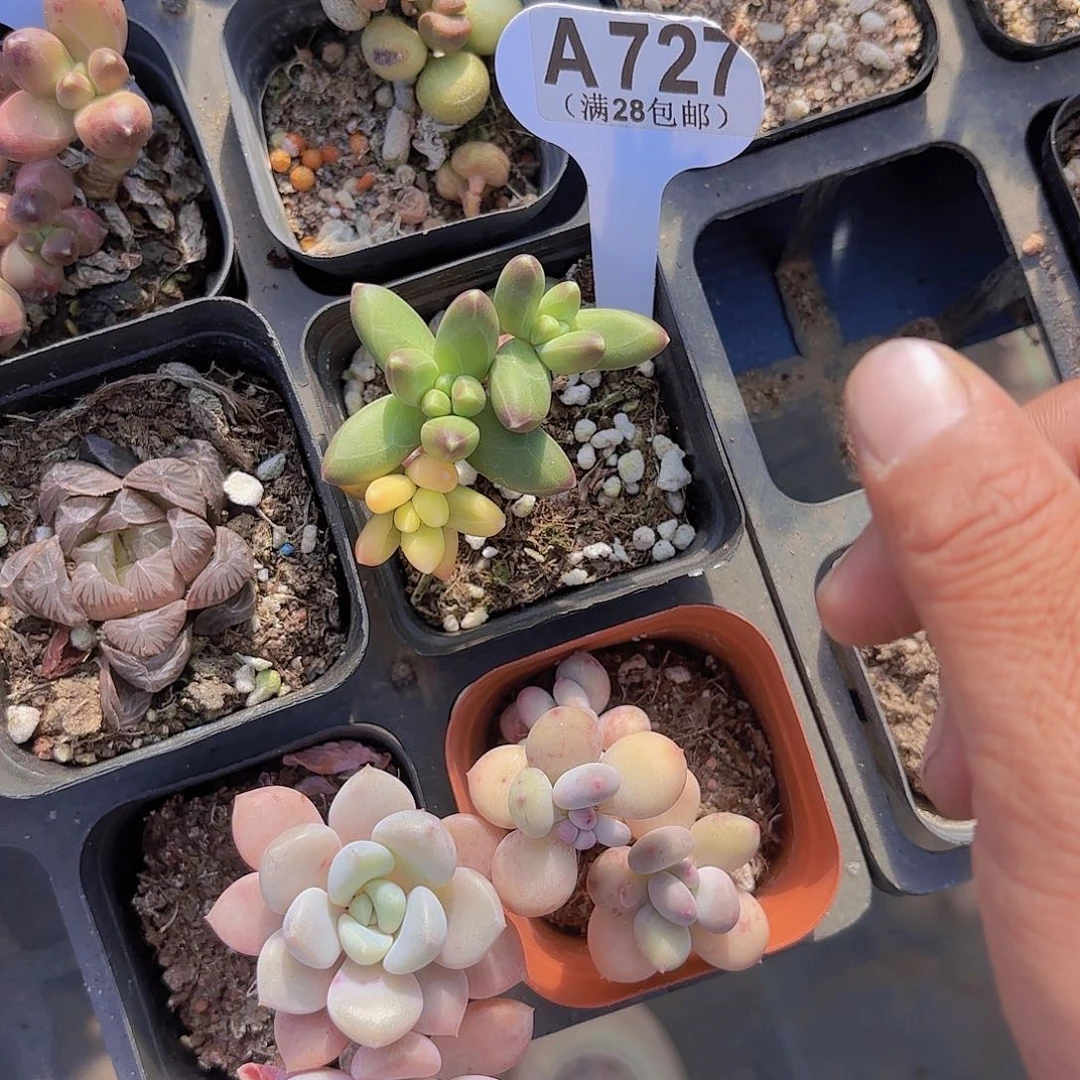 屁****?A727千代田锦一物一拍