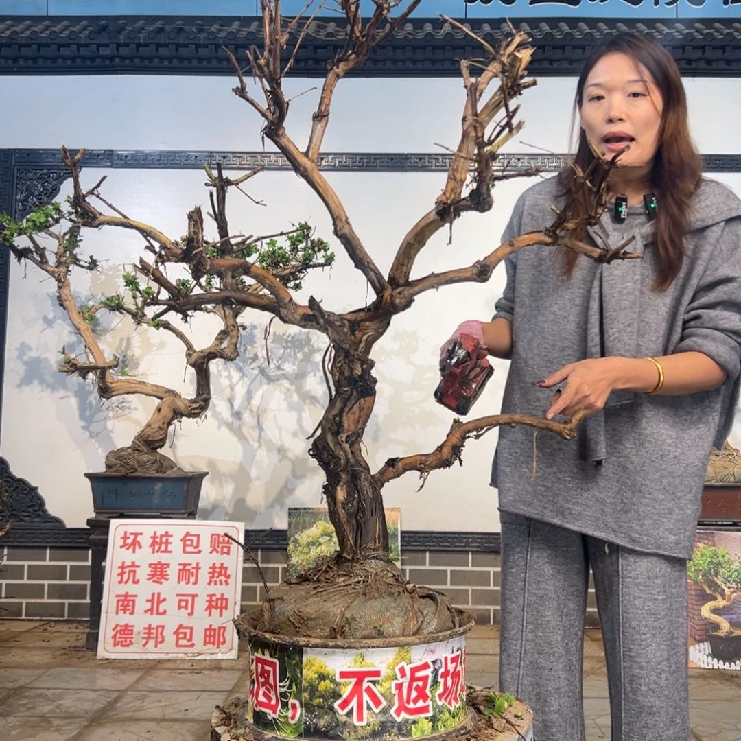 完全开放金银花86598888888