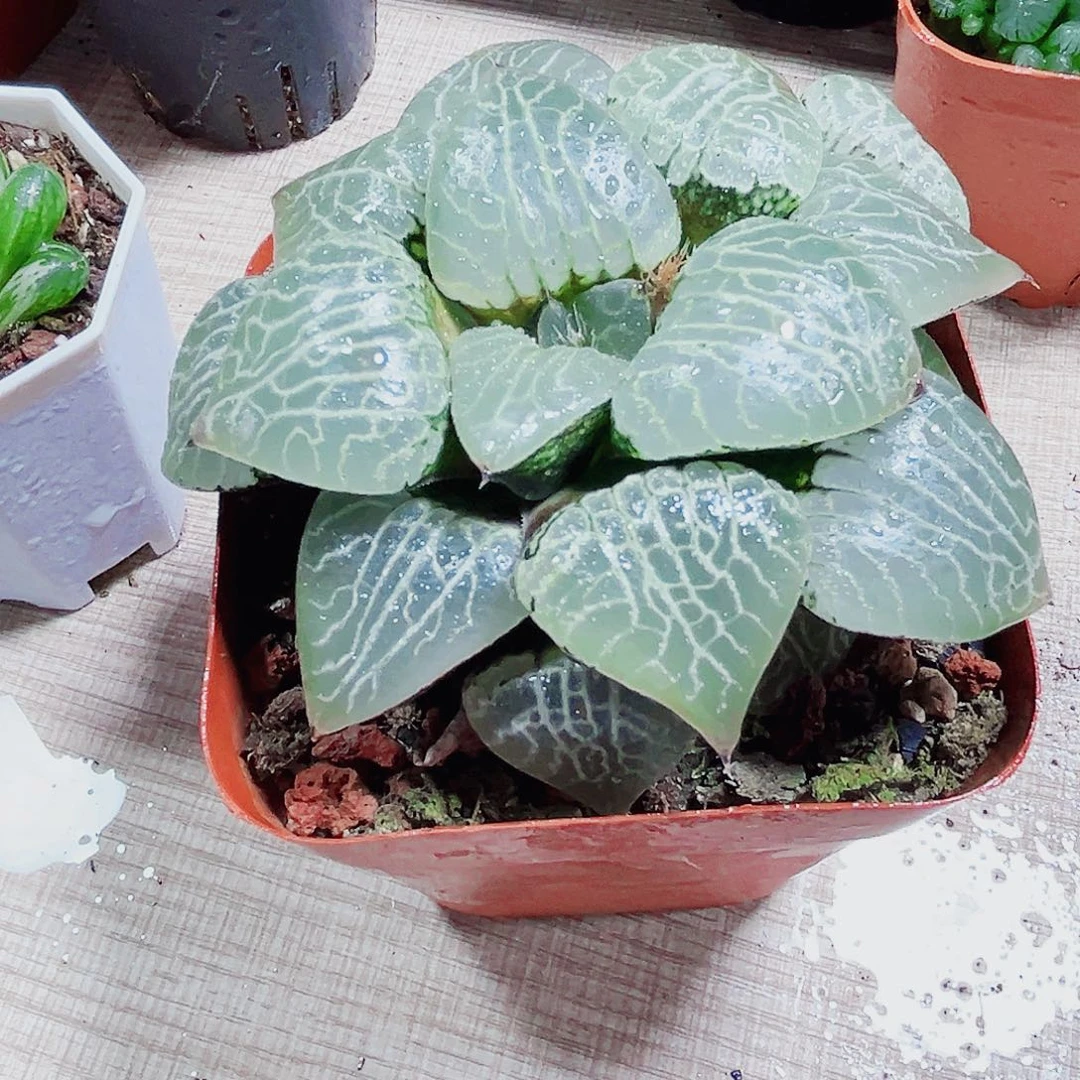 水晶康平多肉植物6666