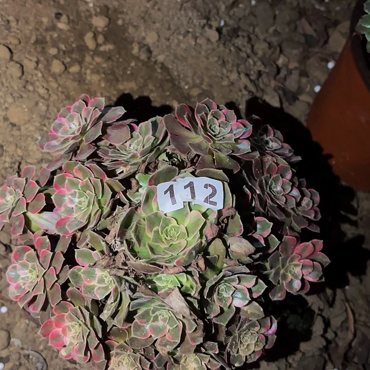 112水果糖多肉植物不售后