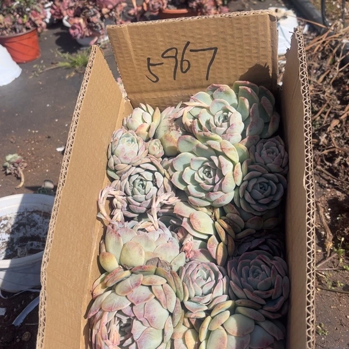 蕊*5967莎莎女王