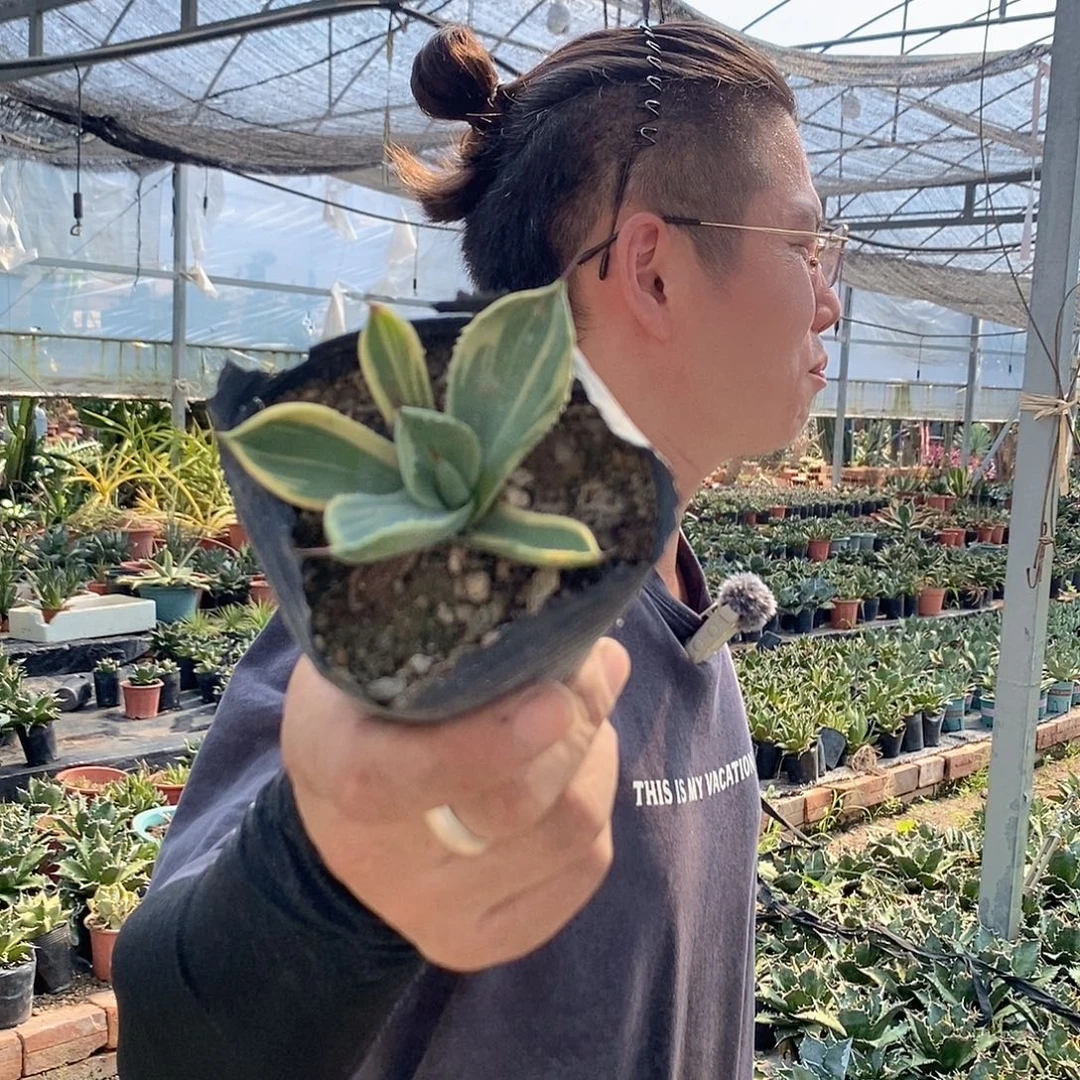 8公分娃娃脸量拍1111