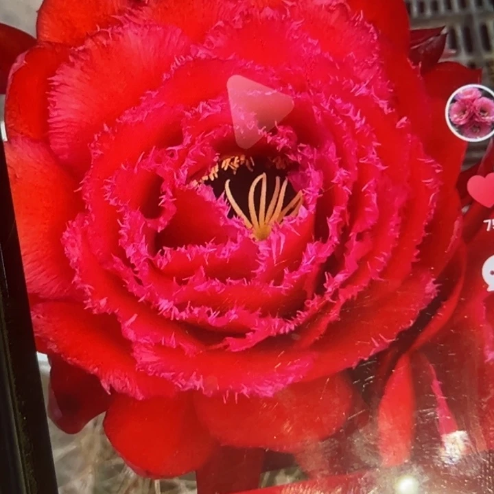 清清苹果侧牙瑕疵黑点歪