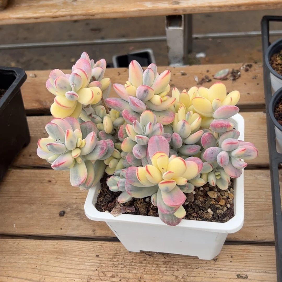 莓*恼淘多肉乒乓福娘锦一个