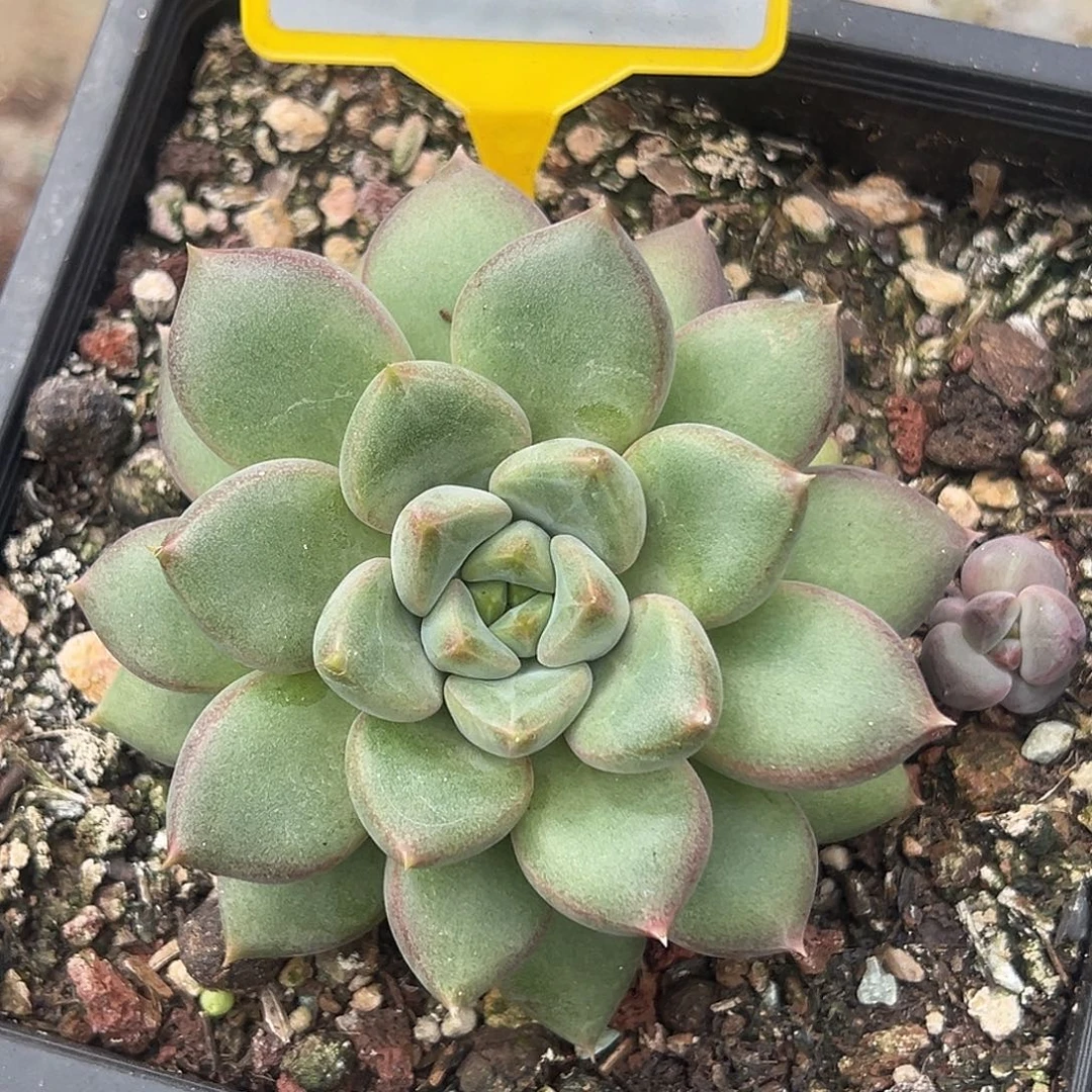 红象牙一物一拍921
