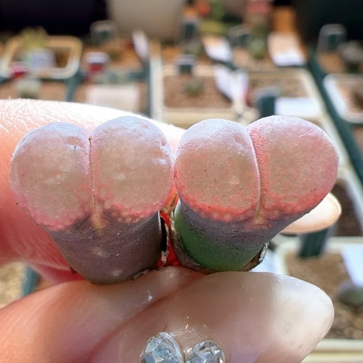 7.  优选超好看风铃。开播福利。随机一颗