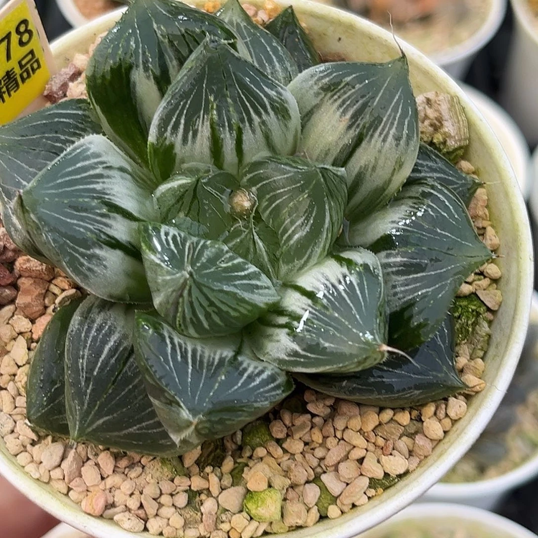 378三仙寿锦一物一图